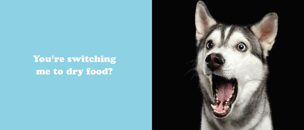 The Secret Thoughts of Dogs - Image 2