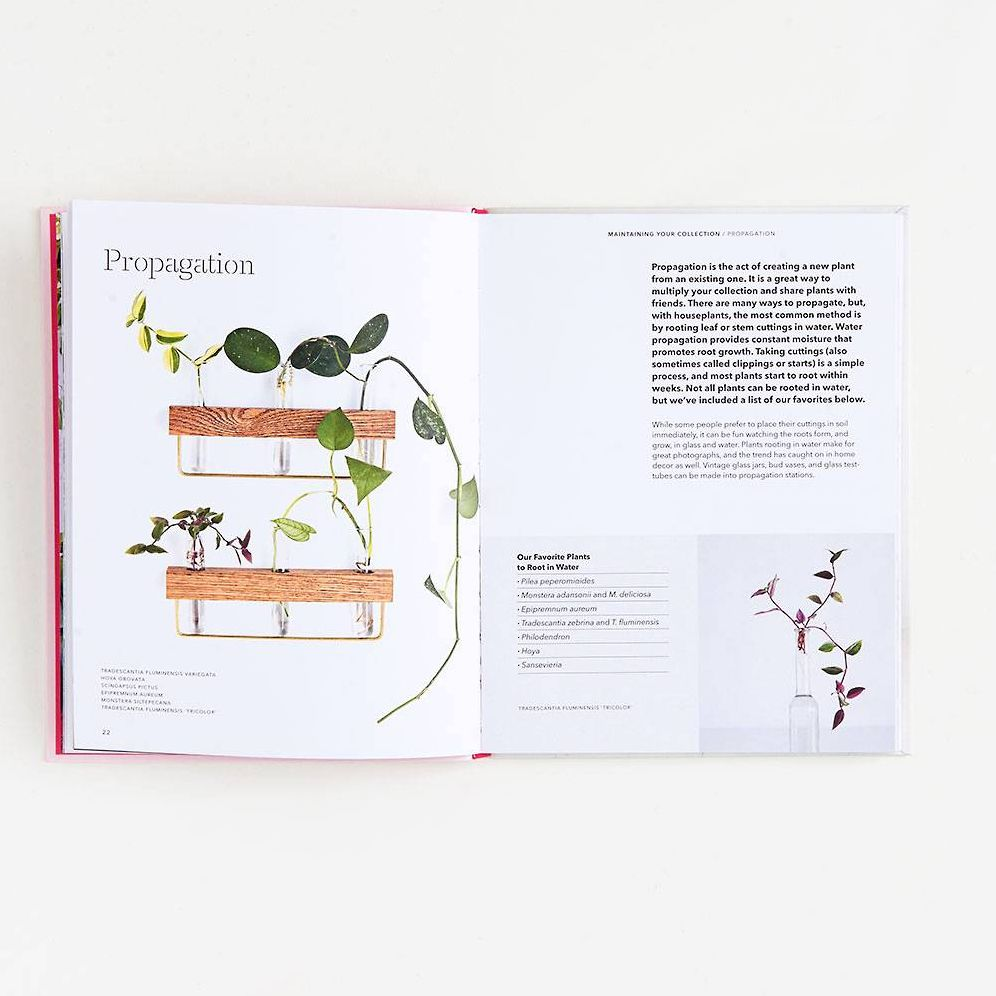 How to Raise a Plant: and Make It Love You Back - Image 4
