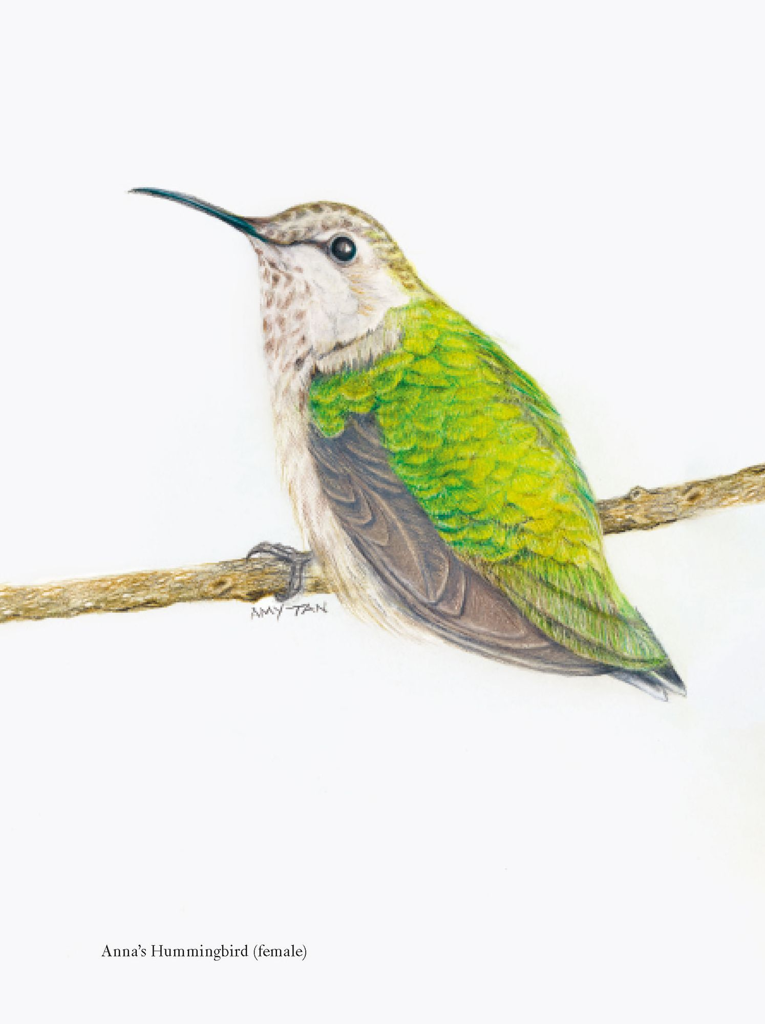 The Backyard Bird Chronicles (2024 B&N Gift Book of the Year) - Image 2