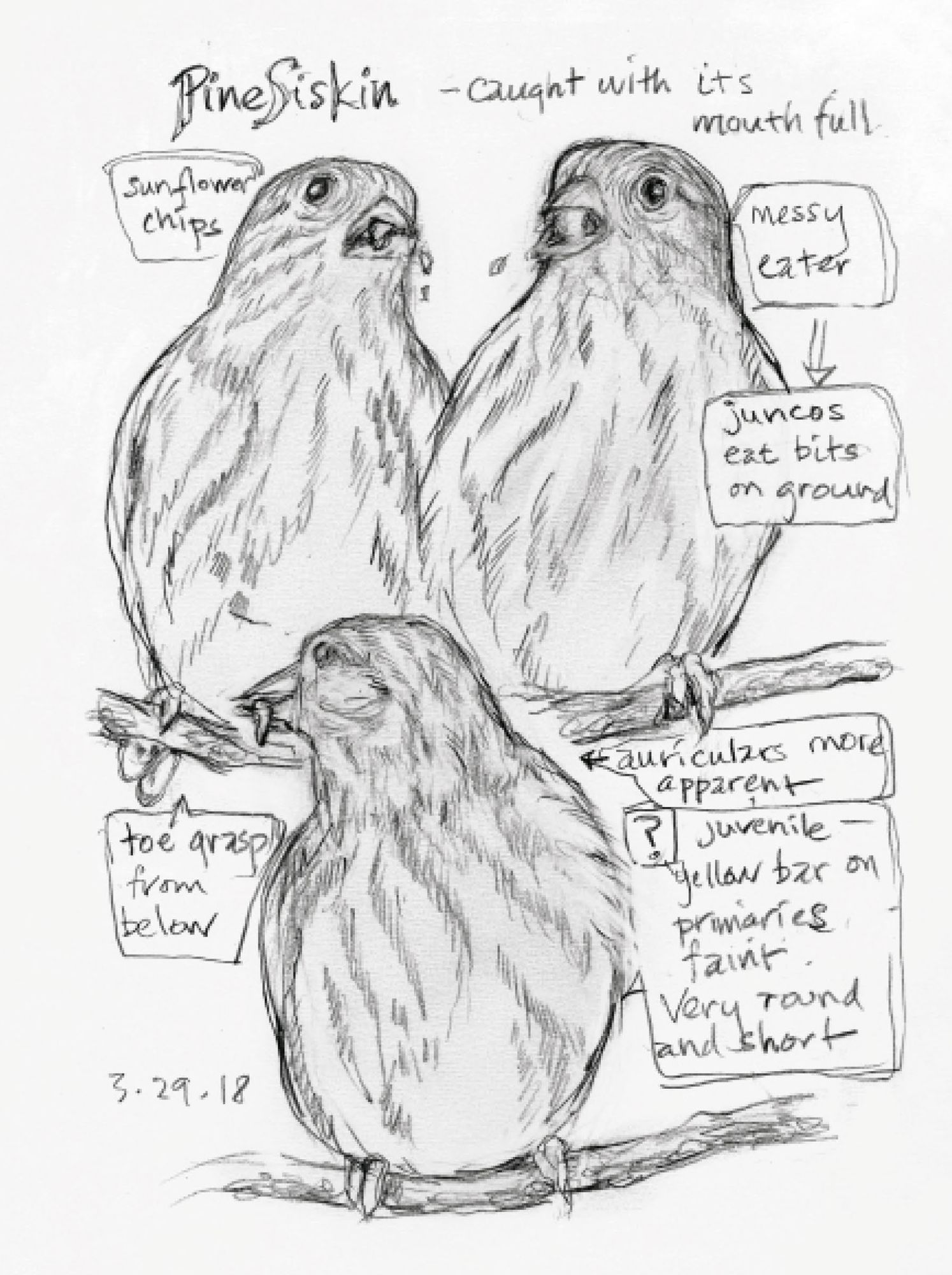 The Backyard Bird Chronicles (2024 B&N Gift Book of the Year) - Image 4