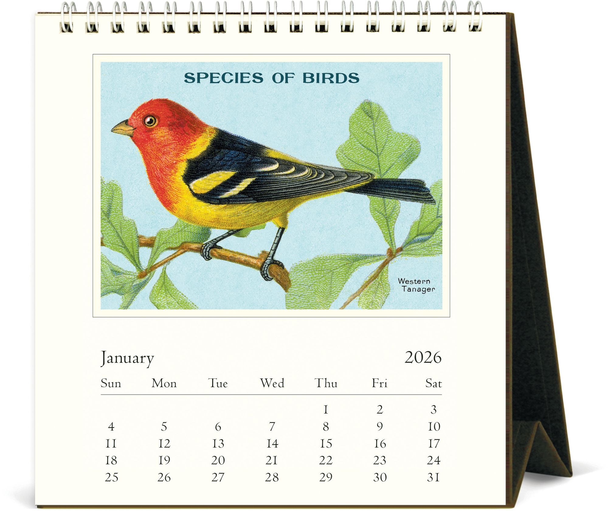 2026 Cavallini Birds Desk Calendar - Image 2